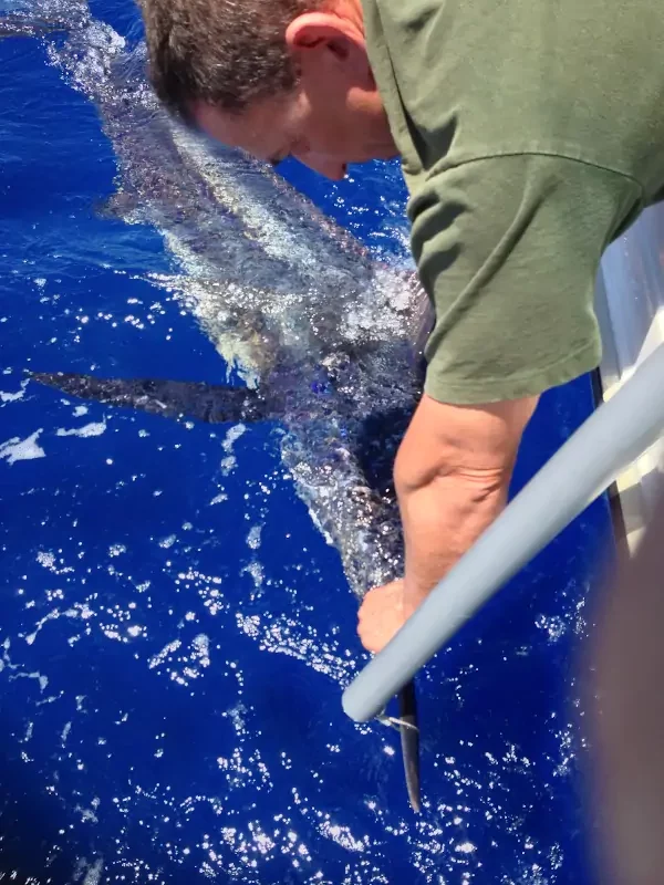 Blue Marlin in Tenerife Yate Sofia Blue Marlin and man